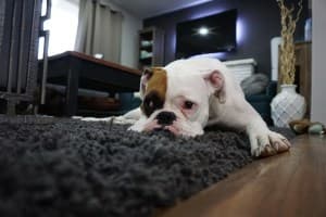 Pet care