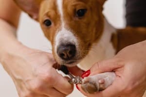 Pet grooming