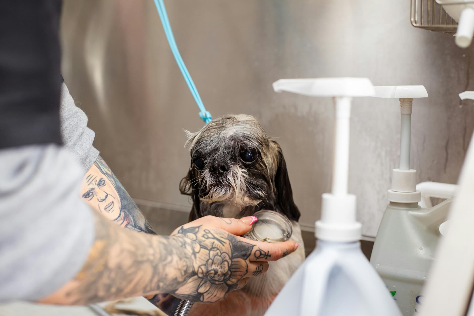The Case for pH-Balanced Pet Shampoo