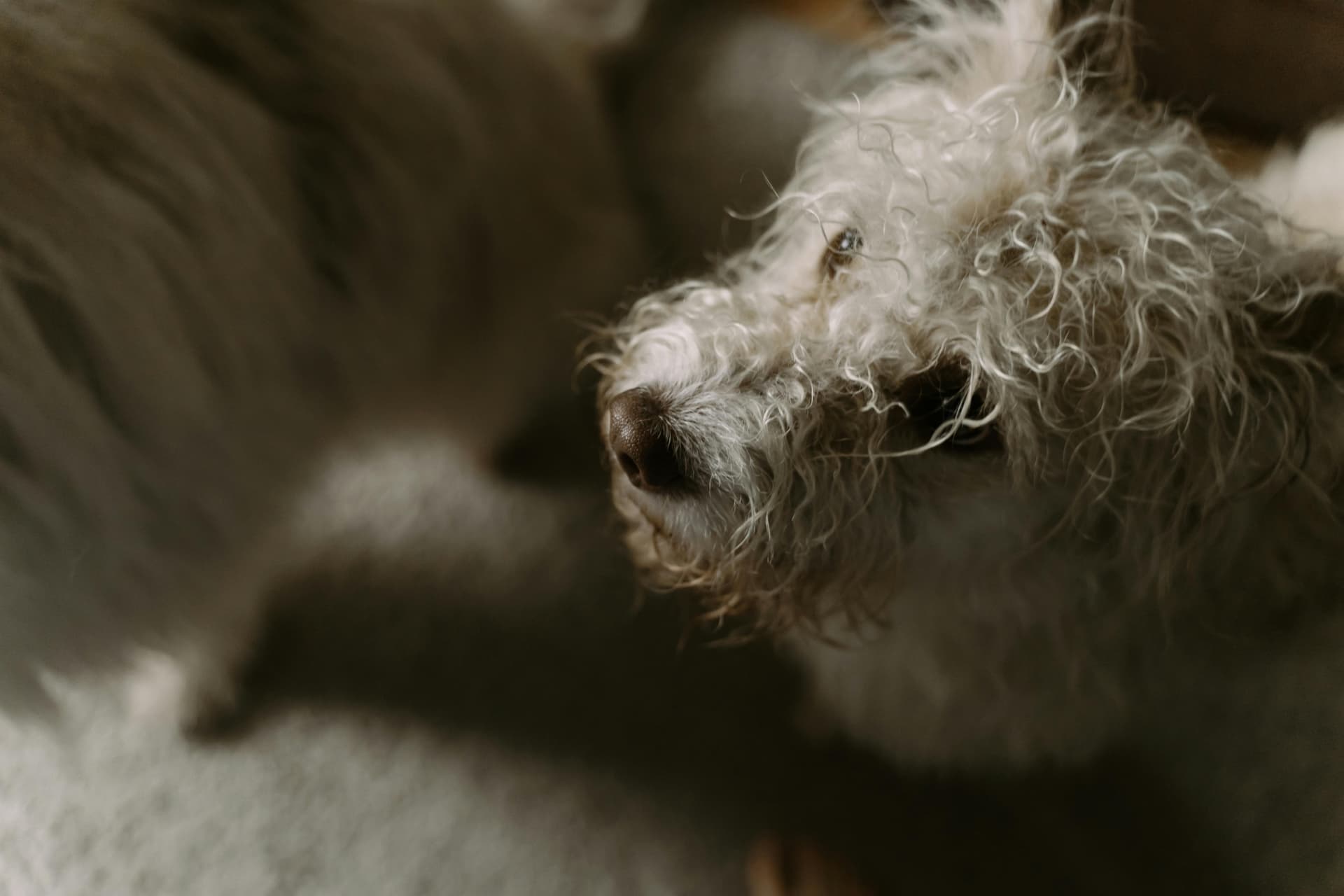 Sensitive Skin Signs and Gentle Grooming