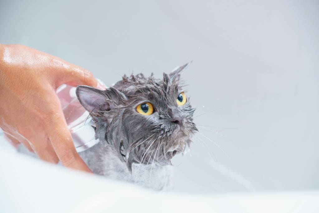 Pet bath
